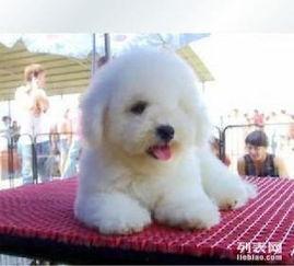 徐州爆料比熊事件最新,宠物悲剧引发社会关注与反思  第2张